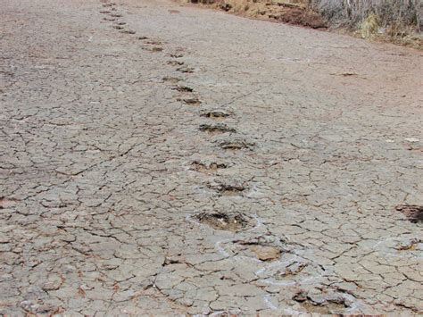 'Matching' Dinosaur Footprints Discovered in Africa and South .